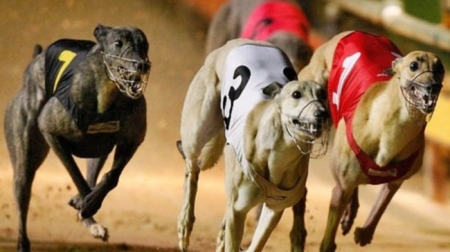 Espectacular imagen de una carrera de galgos 