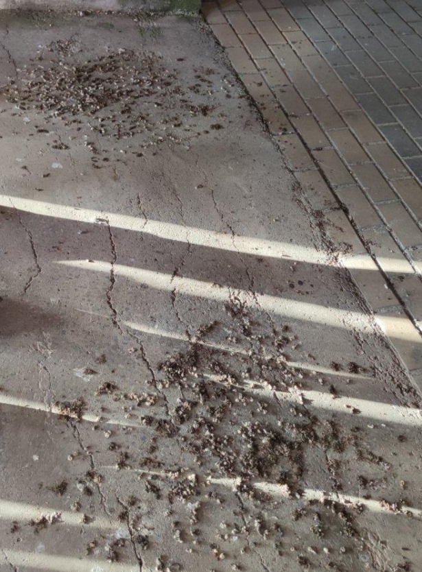 Exrementos de aves en los pasillos del estadio (@alejandrolopez95)