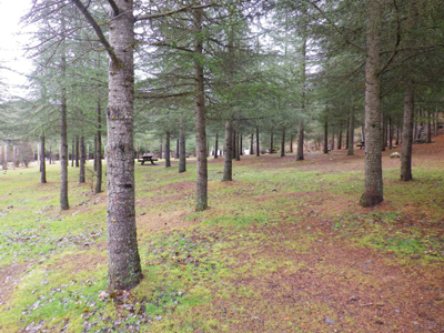 Bosque de pinares en la ruta de la Sierra de Huétor 