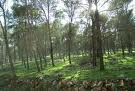 Imagen de `Los Pinos`