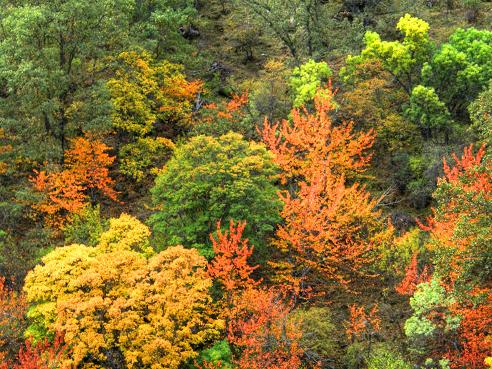 Espectacular imagen del bosque encantado de Lugros