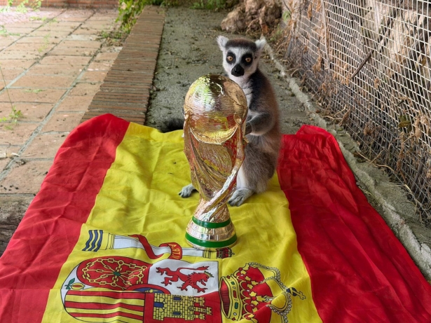 Julien, un lémur de cola anillada de 12 años, recibe una copa del mundo simbólica tras acertar el triunfo de España un día antes de la final (AYUNTAMIENTO DE ALMUÑÉCAR) Julien, un lémur de cola anillada de 12 años, recibe una copa del mundo simbólica tras acertar el triunfo de España un día antes de la final (AYUNTAMIENTO DE ALMUÑÉCAR)